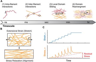 Frontiers Collective Cell Migration On Collagen I Networks The